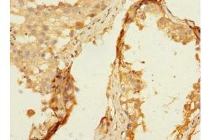 Immunohistochemistry of paraffin-embedded human testis tissue using ABIN7161462 at dilution of 1:100 (Neurotrimin anticorps  (AA 30-316))
