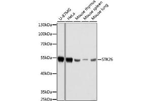 Western blot analysis of extracts of various cell lines, using STK26 antibody (ABIN7270231) at 1:1000 dilution. (STK26/MST4 anticorps  (AA 297-416))