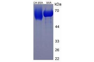 Image no. 2 for Dopamine (DA) protein (BSA) (ABIN1880102) (Dopamine Protein (DA) (BSA))