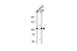 Western blot analysis of lysates from SH-SY5Y, Y79 cell line (from left to right), using CDH8 Antibody at 1:1000 at each lane. (Cadherin 8 anticorps  (N-Term))