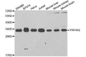 Western blot analysis of extracts of various cell lines, using YWHAQ antibody. (14-3-3 theta anticorps  (AA 1-245))