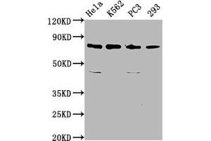 Western Blot Positive WB detected in: Hela whole cell lysate, K562 whole cell lysate, PC-3 whole cell lysate, 293 whole cell lysate All lanes: INTS13 antibody at 3. (Integrator Complex Subunit 13 (INTS13) (AA 573-706) anticorps)