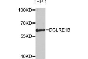 Western blot analysis of extracts of THP-1 cells, using DCLRE1B antibody. (DCLRE1B anticorps)