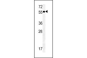PTAFR Antibody (C-term) (ABIN651606 and ABIN2840321) western blot analysis in mouse heart tissue lysates (35 μg/lane). (PTAFR anticorps  (C-Term))
