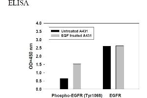Image no. 2 for Epidermal Growth Factor Receptor (EGFR) ELISA Kit (ABIN1981787) (EGFR Kit ELISA)
