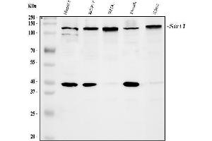 Western blot analysis of SIRT1 using anti-SIRT1 antibody (ABIN3042483). (SIRT1 anticorps  (AA 112-311))