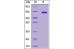 Biotinylated SARS-CoV-2 S protein RBD, Mouse IgG2a Fc,Avitag on  under reducing (R) condition.