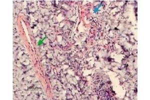 Expression of KCNMA1 in rat penis - Immunohistochemical staining of rat penis transversal section using Anti-KCNMA1 (KCa1.