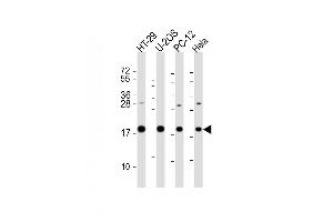 All lanes : Anti-STMN1 Antibody (C-Term) at 1:2000 dilution Lane 1: HT-29 whole cell lysate Lane 2: U-2OS whole cell lysate Lane 3: PC-12 whole cell lysate Lane 4: Hela whole cell lysate Lysates/proteins at 20 μg per lane. (Stathmin 1 anticorps  (AA 106-140))