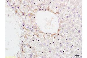 Formalin-fixed and paraffin embedded mouse liver tissue labeled with Anti-Phospho-GCN2 (Thr898) Polyclonal Antibody, Unconjugated  at 1:200 followed by conjugation to the secondary antibody and DAB staining