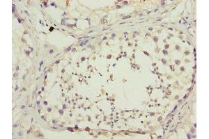 Immunohistochemistry of paraffin-embedded human testis tissue using ABIN7150890 at dilution of 1:100