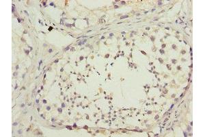 Immunohistochemistry of paraffin-embedded human testis tissue using ABIN7150890 at dilution of 1:100 (DNAL4 anticorps  (AA 1-105))