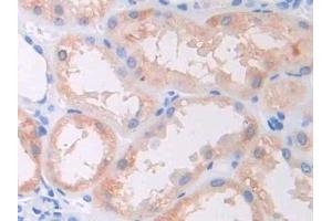 Detection of CAP1 in Human Kidney Tissue using Polyclonal Antibody to Channel Activating Protease 1 (CAP1)