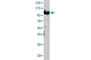 Western Blot of Tlr12 polyclonal antibody  at 1:500 dilution was probed with PC-Tlr12 sample. (TLR12 anticorps  (N-Term))