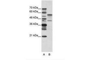 Image no. 2 for anti-Basic Leucine Zipper Nuclear Factor 1 (BLZF1) (N-Term) antibody (ABIN202429) (BLZF1 anticorps  (N-Term))