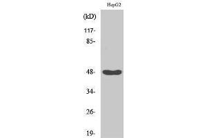 Western Blotting (WB) image for anti-Inhibitor of kappa Light Polypeptide Gene Enhancer in B-Cells, Kinase gamma (IKBKG) (Tyr362) antibody (ABIN6280242)