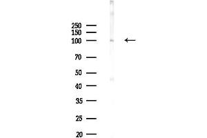 anti-Neuropilin 2 (NRP2) (N-Term) antibody