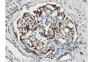 Immunohistochemical staining of paraffin-embedded Human Kidney tissue using anti-LXN mouse monoclonal antibody. (Latexin anticorps)