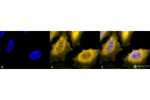Immunocytochemistry/Immunofluorescence analysis using Chicken Anti-Hsp70 Polyclonal Antibody . (HSP70 anticorps  (APC))