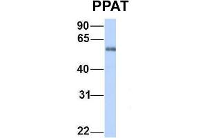 Host:  Rabbit  Target Name:  PPAT  Sample Type:  Human Fetal Heart  Antibody Dilution:  1. (PPAT anticorps  (C-Term))