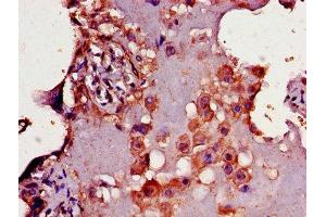 IHC image of ABIN7160466 diluted at 1:300 and staining in paraffin-embedded human placenta tissue performed on a Leica BondTM system.
