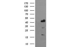 Image no. 1 for anti-Indoleamine 2,3-Dioxygenase 1 (IDO1) antibody (ABIN1498795) (IDO1 anticorps)