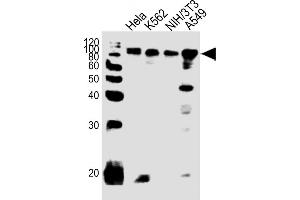All lanes : Anti-EWSR1 Antibody (C-term) at 1:1000 dilution Lane 1: Hela whole cell lysates Lane 2: K562 whole cell lysates Lane 3: NIH/3T3 whole cell lysates Lane 4: A549 whole cell lysates Lysates/proteins at 20 μg per lane. (EWSR1 anticorps  (C-Term))