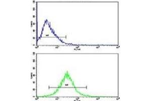 Flow cytometric analysis of HepG2 cells using GAPDH antibody (bottom histogram) compared to a negative control cell (top histogram).