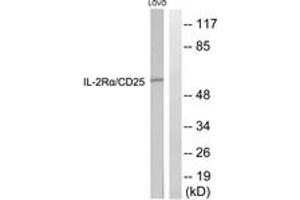 Western blot analysis of extracts from LOVO cells, using IL-2R alpha/CD25 (Ab-268) Antibody. (CD25 anticorps  (AA 223-272))