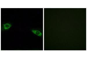 Immunofluorescence (IF) image for anti-Ribosomal Protein S4, Y-Linked 1 (RPS4Y1) (C-Term) antibody (ABIN1850592) (RPS4Y1 anticorps  (C-Term))