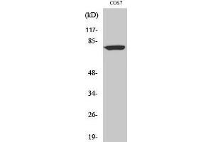 Western Blotting (WB) image for anti-DEAQ Box RNA-Dependent ATPase 1 (DQX1) (C-Term) antibody (ABIN3174819) (DQX1 anticorps  (C-Term))