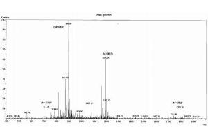 Orexin A (OXA) peptide (Ovalbumin)