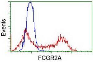 Image no. 2 for anti-Fc gamma RII (CD32) antibody (ABIN1497254) (Fc gamma RII (CD32) anticorps)