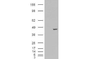 Western Blotting (WB) image for Poly(rC) Binding Protein 4 (PCBP4) peptide (ABIN369463)