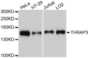 Western blot analysis of extracts of various cell lines, using THRAP3 antibody. (THRAP3 anticorps)