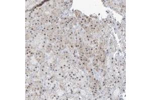 Immunohistochemical staining of human adrenal gland with PLEKHN1 polyclonal antibody  shows moderate nuclear and cytoplasmic positivity in cortical cells. (PLEKHN1 anticorps)