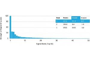Analysis of Protein Array containing more than 19,000 full-length human proteins using CD14-Monospecific Mouse Monoclonal Antibody (LPSR/2385) Z- and S- Score: The Z-score represents the strength of a signal that a monoclonal antibody (MAb) (in combination with a fluorescently-tagged anti-IgG secondary antibody) produces when binding to a particular protein on the HuProtTM array. (CD14 anticorps  (AA 25-148))