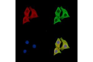ABIN7096027 and ABIN7100089 staining Hela cells by IF/ICC.