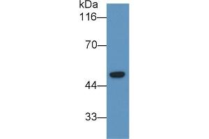 Detection of LCAT in U2OS cell lysate using Monoclonal Antibody to Lecithin Cholesterol Acyltransferase (LCAT) (LCAT anticorps  (AA 290-433))