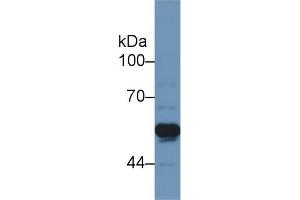 Western Blot; Sample: Rat Cerebrum lysate; Primary Ab: 1µg/ml Rabbit Anti-Rat TNFRSF1A Antibody Second Ab: 0.