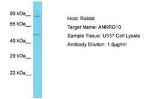 Image no. 1 for anti-Ankyrin Repeat Domain 10 (ANKRD10) (AA 322-371) antibody (ABIN6750635) (ANKRD10 anticorps  (AA 322-371))