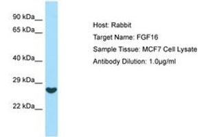 Image no. 1 for anti-Fibroblast Growth Factor 16 (FGF16) (AA 136-185) antibody (ABIN6749988) (FGF16 anticorps  (AA 136-185))