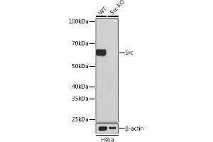Western blot analysis of extracts from wild type (WT) and Src knockout (KO) HeLa cells, using Src antibody (ABIN7269727) at 1:1000 dilution.