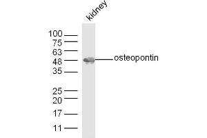 Mouse kidney lysates probed with Osteopontin Polyclonal Antibody, unconjugated  at 1:300 overnight at 4°C followed by a conjugated secondary antibody at 1:10000 for 60 minutes at 37°C. (Osteopontin anticorps  (AA 141-220))