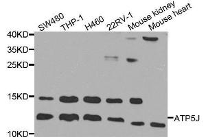 Western Blotting (WB) image for anti-ATP Synthase, H+ Transporting, Mitochondrial F0 Complex, Subunit F6 (ATP5J) (AA 1-108) antibody (ABIN1678787) (ATP5J anticorps  (AA 1-108))