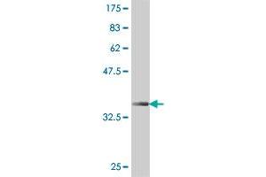 Western Blot detection against Immunogen (37 KDa) .