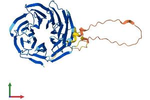 AlphaFold protein structure predicition of Human Recombinant WDR53 Protein, UniprotID Q7Z5U6