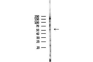 anti-STEAP Family Member 3, Metalloreductase (STEAP3) (N-Term) antibody