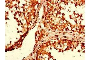 Immunohistochemistry of paraffin-embedded human testis tissue using ABIN7154134 at dilution of 1:100 (GAPDH anticorps  (AA 2-335))