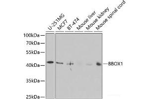 Western blot analysis of extracts of various cell lines using BBOX1 Polyclonal Antibody at dilution of 1:1000. (BBOX1 anticorps)